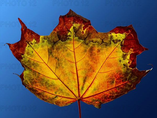 Autumn coloured maple