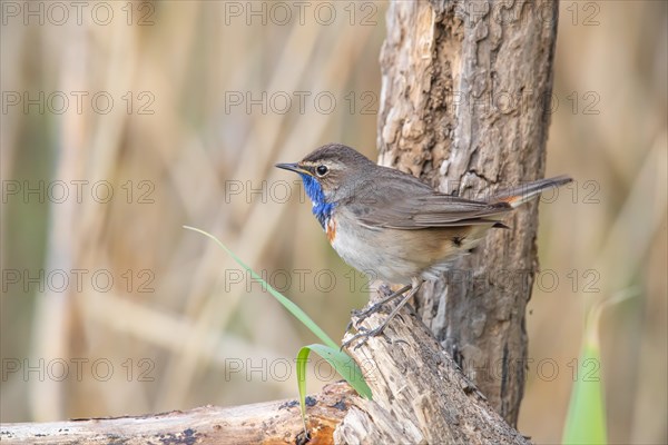 White-spotted bluethroat