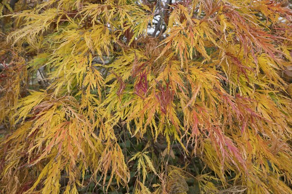 Slit-leaved fan maple