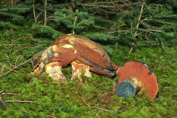 Lurid bolete