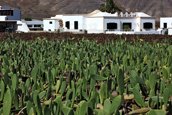 (Opuntia) plantations for the breeding of the cochineal scale insect, near Guatiza, Lanzarote, Canary Islands, Spain, Europe