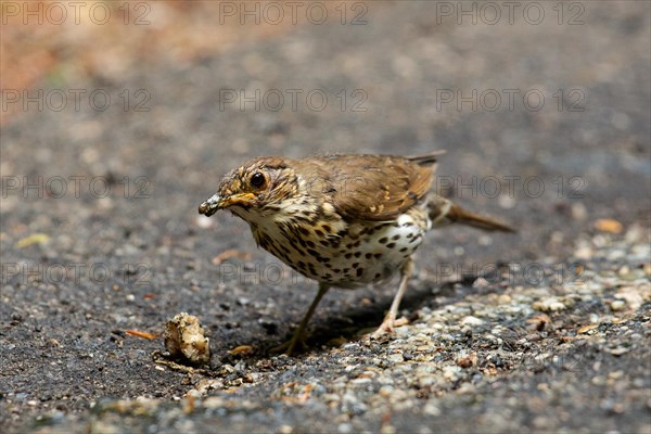 Song thrush standing next to snail on ground looking left