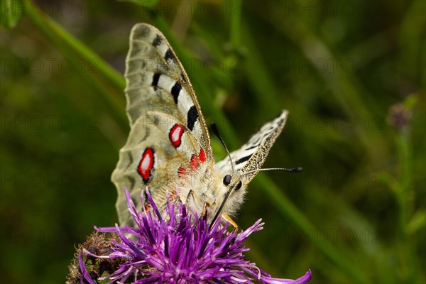 Apollo butterfly with half-open wings sitting on purple flower sucking from the front