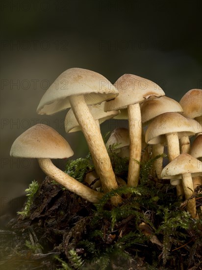 Group of green-leaved sulphur tuft