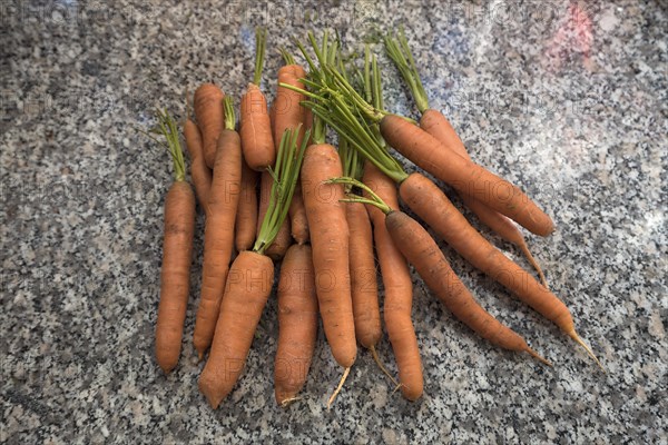 Fresh carrots on a marble slab