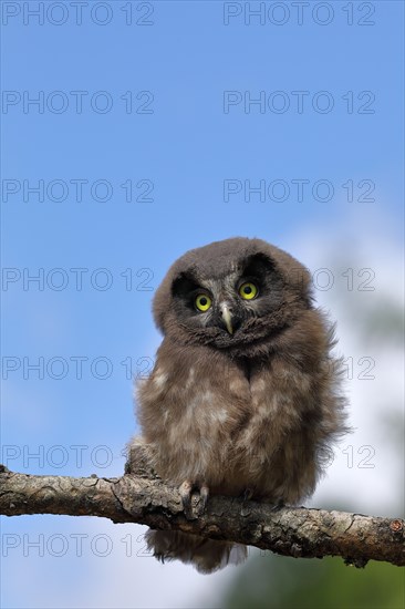 Tengmalm's Owl