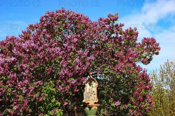 Wayside shrine in front of flowering lilacs near Hilders in the Rhoen