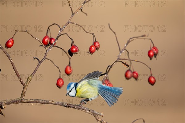 Blue tit