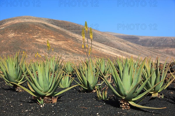 Aloe Vera Plantation at Orzola