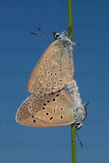 Mountain Alcon blue two moths mating hanging on green stalk seeing different in front of blue sky