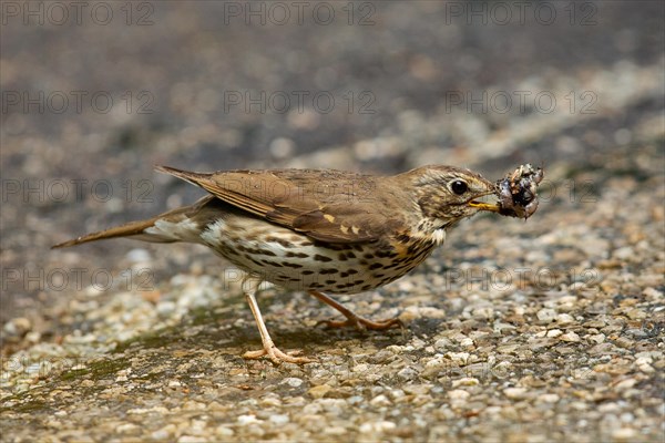 Song Thrush with snail in beak standing on ground looking right