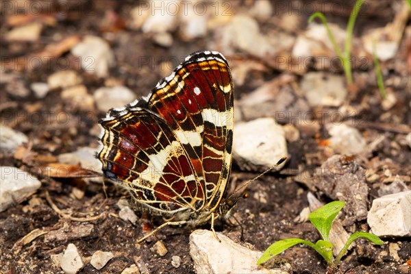 Map butterfly with closed wings sitting on ground right looking