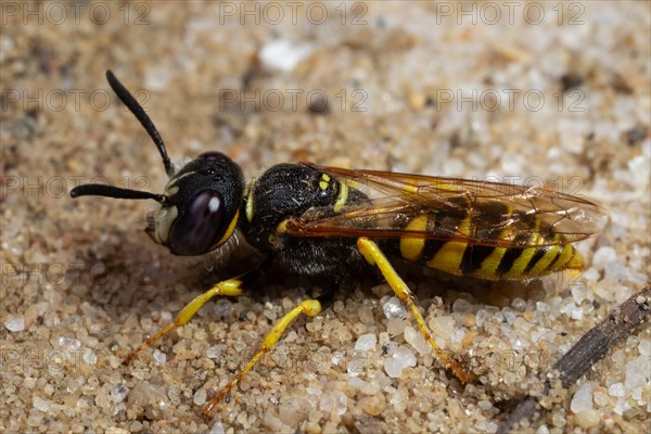 Bee wolf sitting on sandy ground looking left