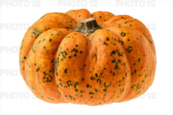 Mini carnival squash pumpkin isolated on white background