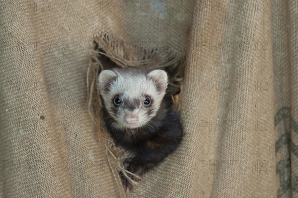 European ferret