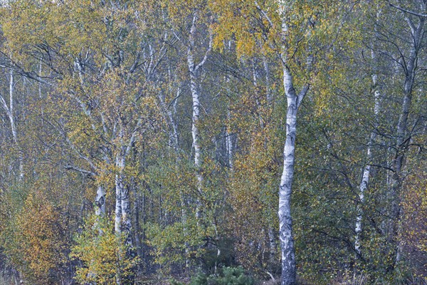 Warty birch