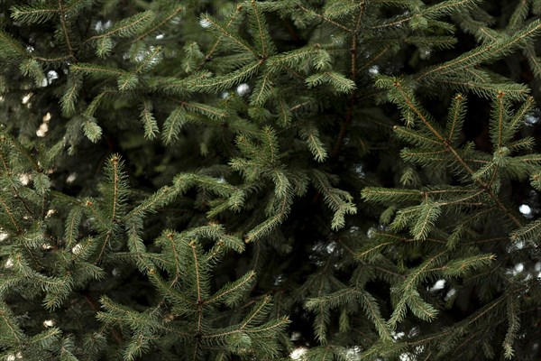 Pine tree with snow. Resolution and high quality beautiful photo