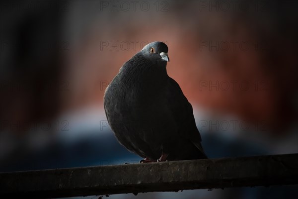 City domestic pigeon