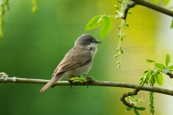 Lesser Whitethroat standing on branch looking right