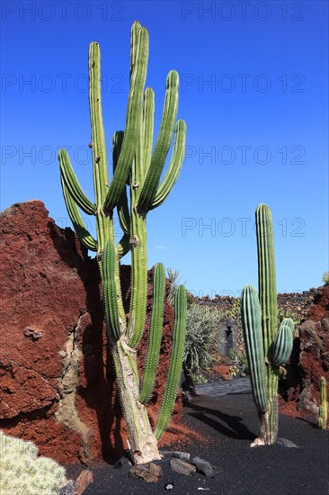 Cactus garden Jardin de Cactus near Guatiza