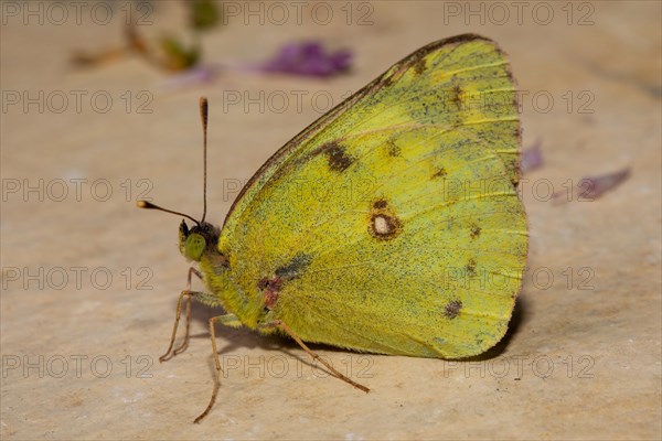 Golden Eight butterfly sitting on stone slab looking left