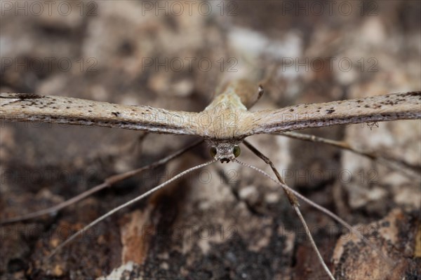 Feather moth Emmelina monodactyla Moth sitting on tree trunk looking from the front