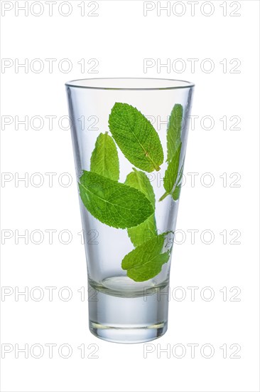 Fresh mint leaves on walls of empty wet highball glass isolated on white background
