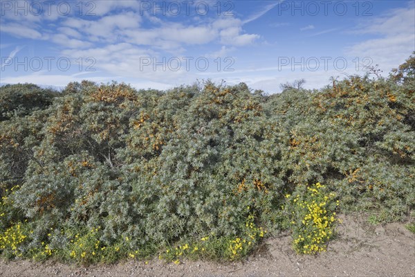 Beach dunes overgrown with sea buckthorn