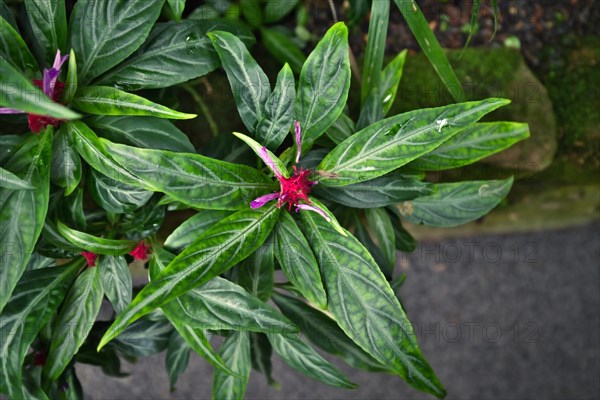 Tropical Acanthaceae Justicia Lanceolata plant in full bloom with pink flower