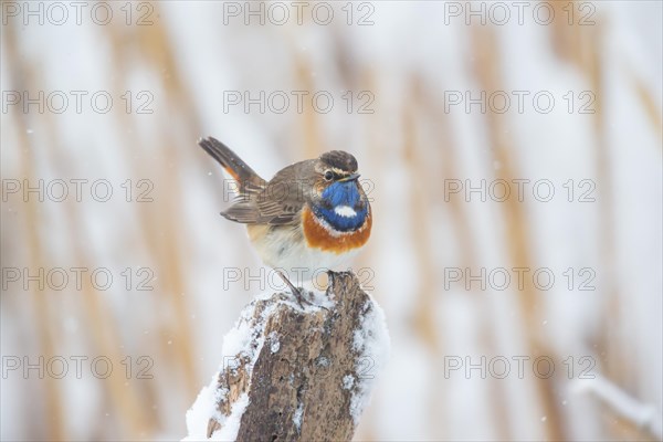 White-spotted bluethroat