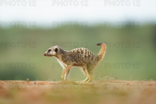 Meerkat