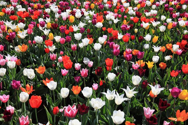 Many colourful tulips in one area