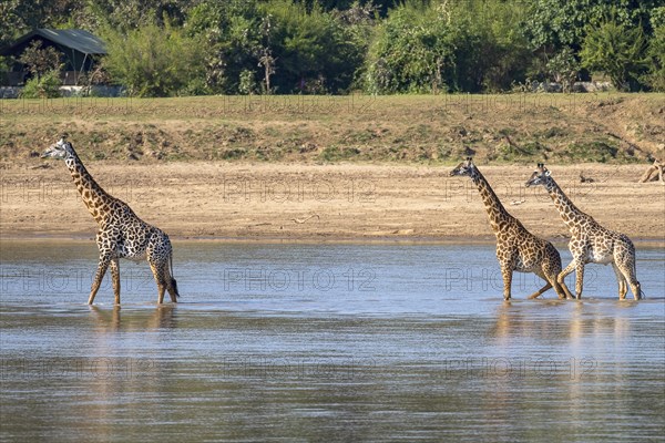 Rhodesian giraffe