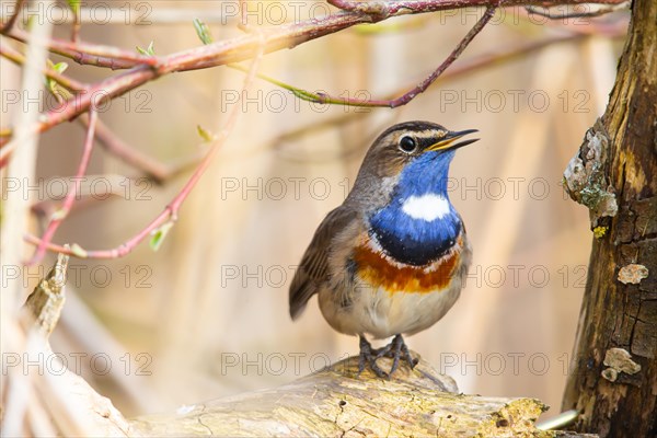 White-spotted bluethroat