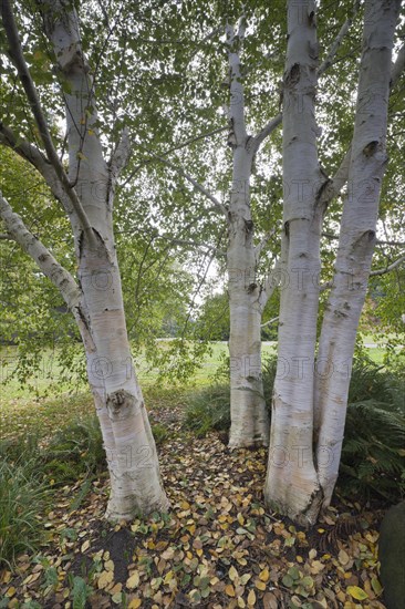 Himalayan birch