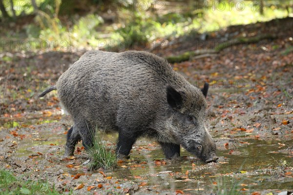 Wild boar