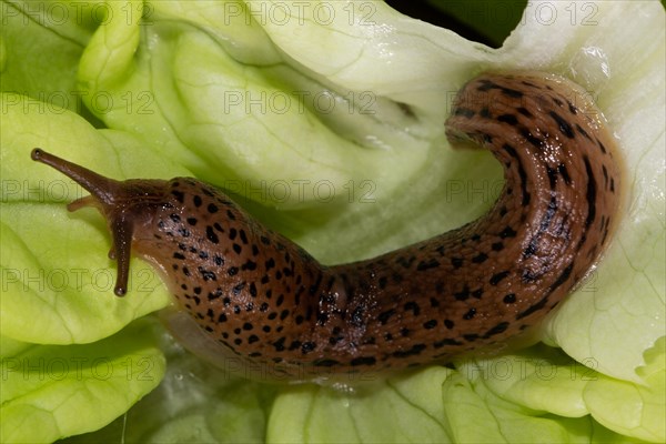 Tiger angel sitting on green lettuce leaf left sighted