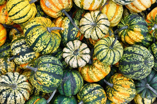 Top view of pile of small colorful orange