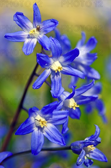 Alpine squill