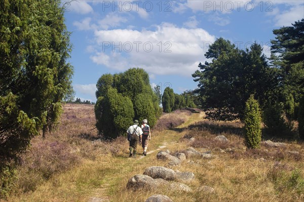 Lueneburg Heath with hiking trail and juniper bushes in heather blossom