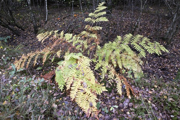 Royal fern