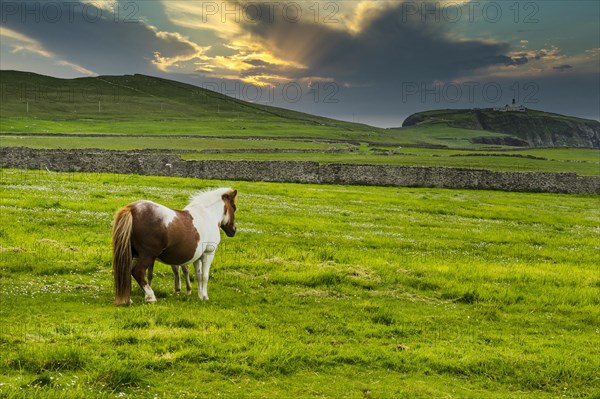 Shetland pony