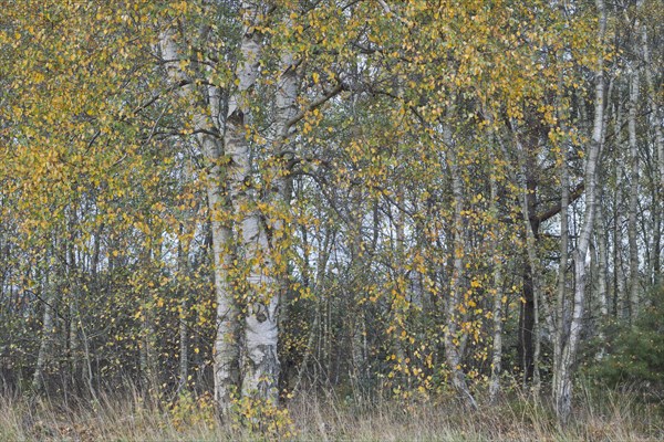 Warty birch