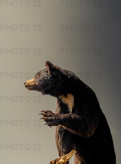 The stuffed big black bear as wild animal in the view