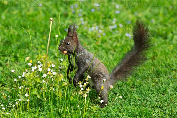 Squirrel with nut in mouth standing in green grass with yellow and white flowers looking left