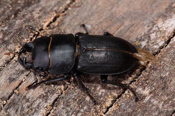 Lesser Stag Beetle sitting on tree trunk looking left