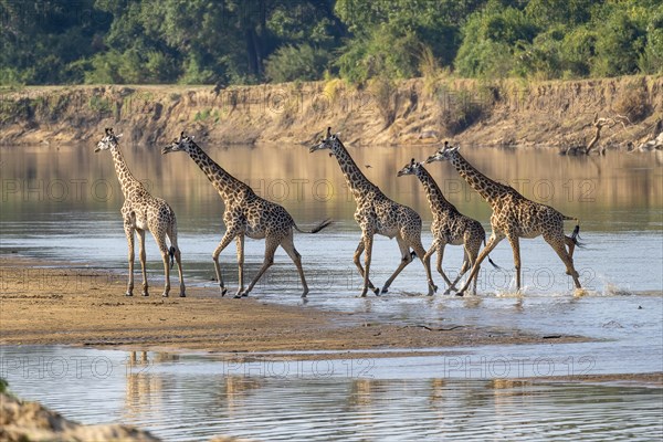 Rhodesian giraffe