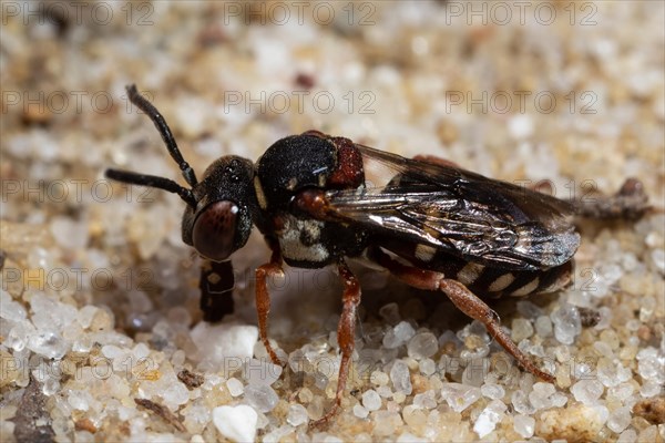 Heath felt bee with closed wings sitting on sandy ground looking left