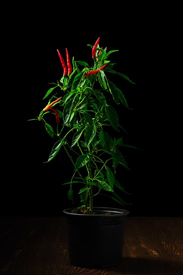Low key photo of red thai chili pepper. Bush of chili pepper for home gardening