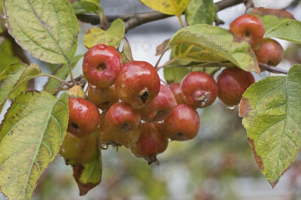 Apple tree